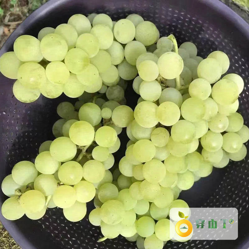 云南香水葡萄_云南早熟水晶葡萄小图
