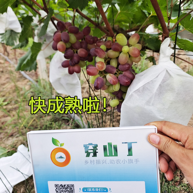 温克红提无籽葡萄_魏可葡萄小图