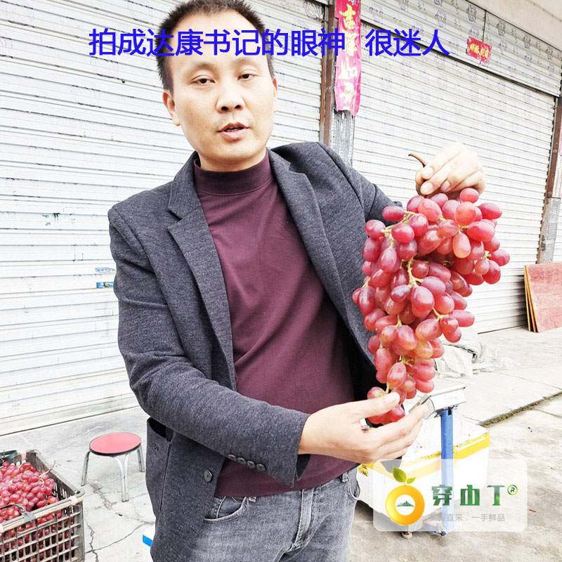 温克红提无籽葡萄_魏可葡萄小图