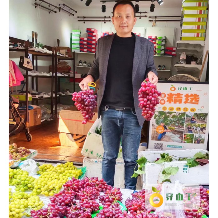温克红提无籽葡萄_魏可葡萄