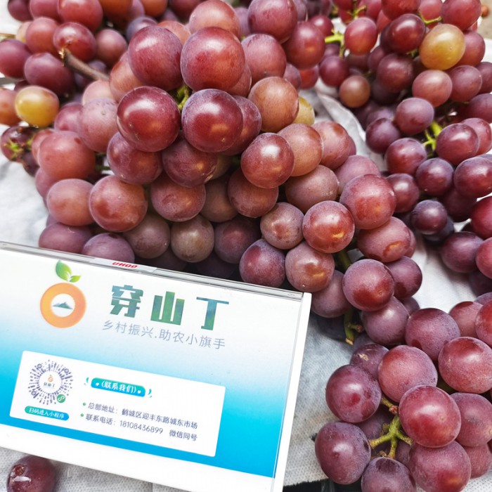 藤稔葡萄_ 乒乓球葡萄