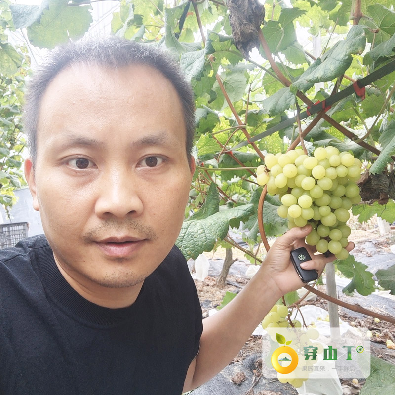 阳光玫瑰葡萄金黄更香甜小图