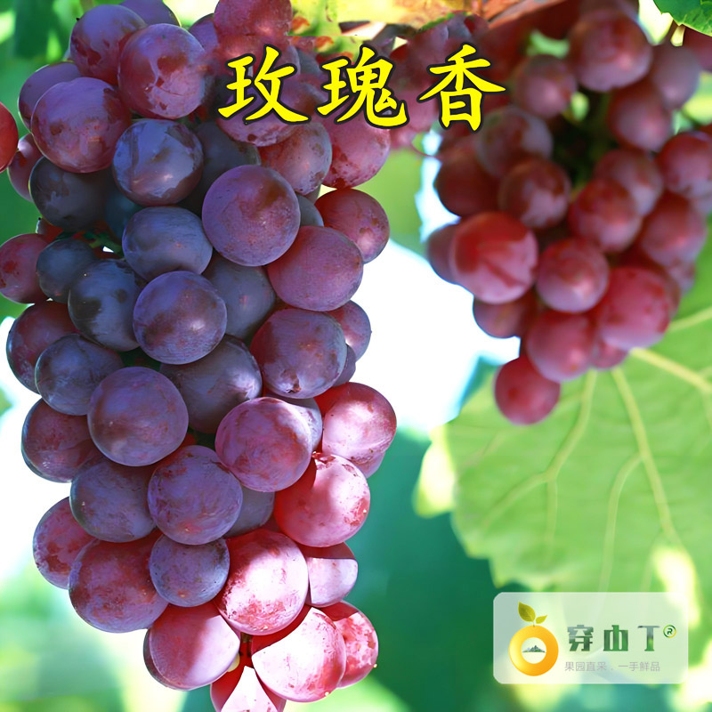 玫瑰香葡萄小图