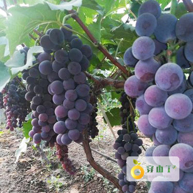 户太八号葡萄_葡萄户太8号小图