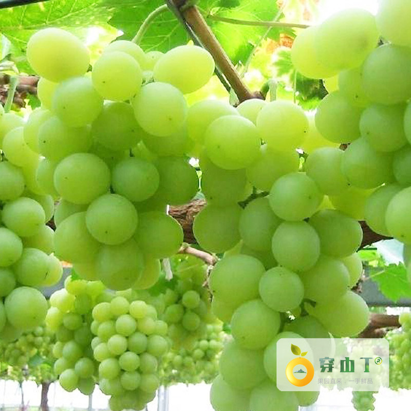 醉金香葡萄小图