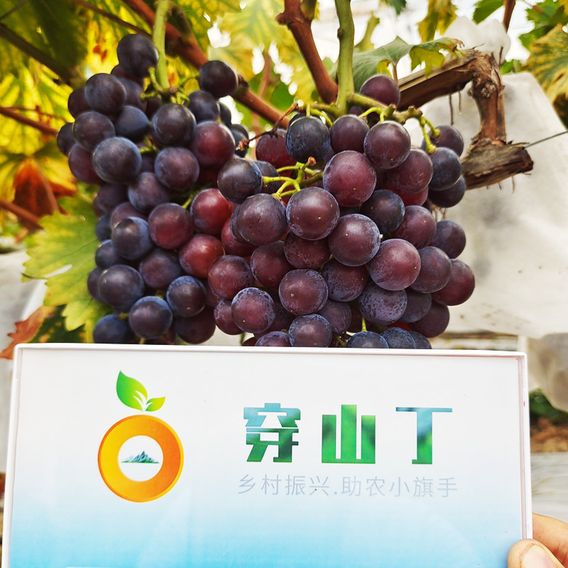 蜜光葡萄小图