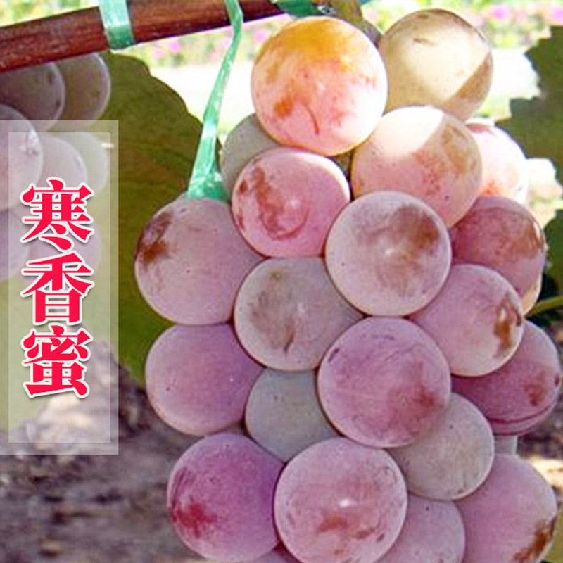 800寒香蜜2