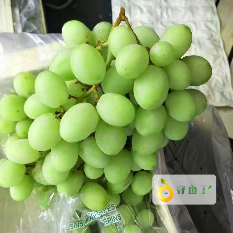 玉龙玫瑰 秋天清脆小图