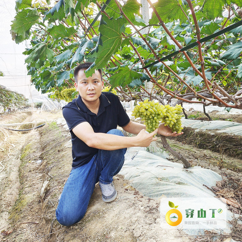 怀化本地金手指上市_果园新鲜采摘
