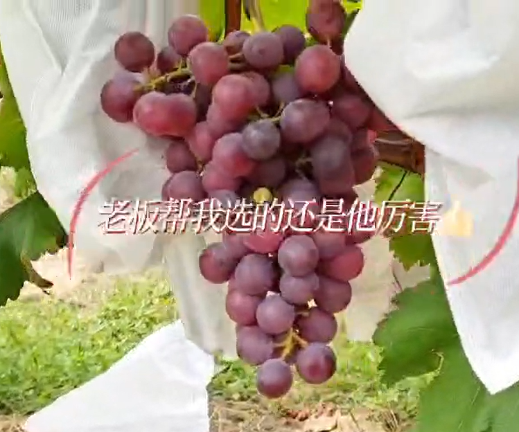 怀化乒乓球葡萄_藤稔葡萄果园新鲜采摘